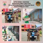 Bibit Cabai Dari Dinas Pertanian Provinsi Sulawesi Barat